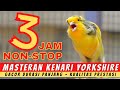 Masteran Kenari Yorkshire Gacor Durasi Panjang Yorkshire Canary Kenari Yokser Gacor Panjang