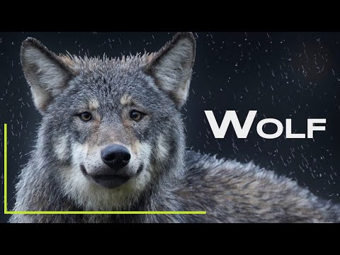 Unglaubliche Begegnung - Wolf beim Jagen - Mein Traum wird endlich wahr