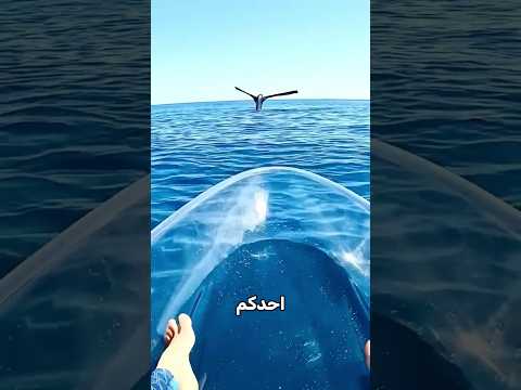 لغز عام 2019.. لماذا صرخ أضخم كائن على كوكب الأرض؟ 😱           #بحر #اكسبلور#شورت #ترند
