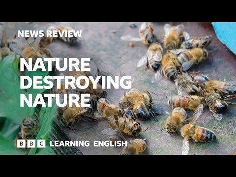 跟著BBC一起看新聞標題學英文：大自然毀滅大自然？ (Nature destroying nature: BBC News Review)