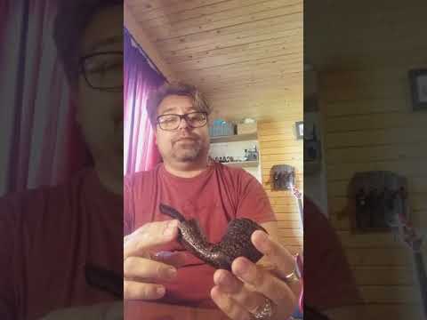 Brebbia Reverse Calabash