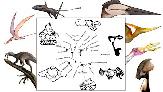 Origem e Evolução dos sacos aéreos nos Pterossauros e seus ancestrais