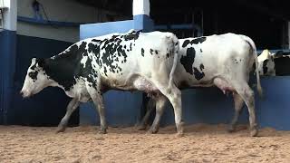 Vídeo 11 - 1ª ETAPA MEGA LIQUIDAÇÃO TOTAL AGROPECUÁRIA MARAJOARA - DIA 4 | GADO GIROLANDO E HOLANDÊS