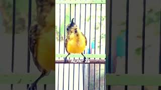 Download lagu SOGON TROTOL GACOR NGLEPER     #sogontrotolgacor #sogokontongtrotolgacor #sogonijoan #pancingansogon mp3