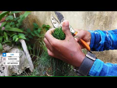 Casuarinas, Australian pine tree or Wistrine pine tree 🌲🌲🌲VikramGardeningKnowledge