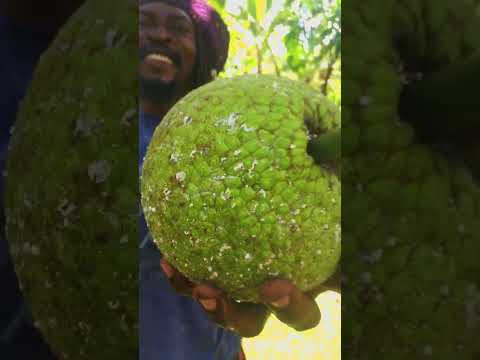 Never go hungry in Jamaica 🇯🇲 #jamaica #offgrid #farmlife #growyourownfood #selfsufficiency #rasta