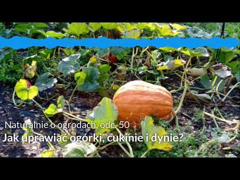 , title : 'NoO 50: Jak uprawiać ogórki, cukinie i dynie? I Ogród warzywny'