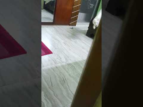 maiza play hide and sick😂😹#shorts #cat @Maizathecat