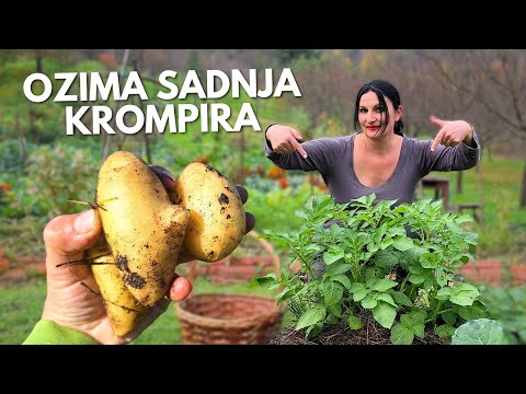 Winter Planting of POTATOES