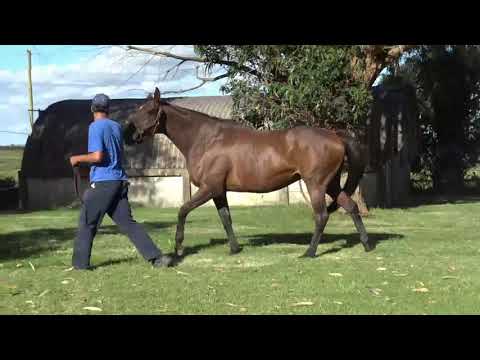 Lote MAXIMIZADA (ARG)