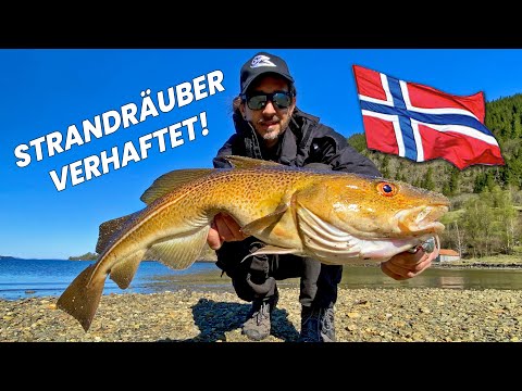 Dicker DORSCH vom Strand mit der Meerforellen-Rute!