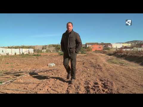 Recuperamos el melón de Torres de Berrellén