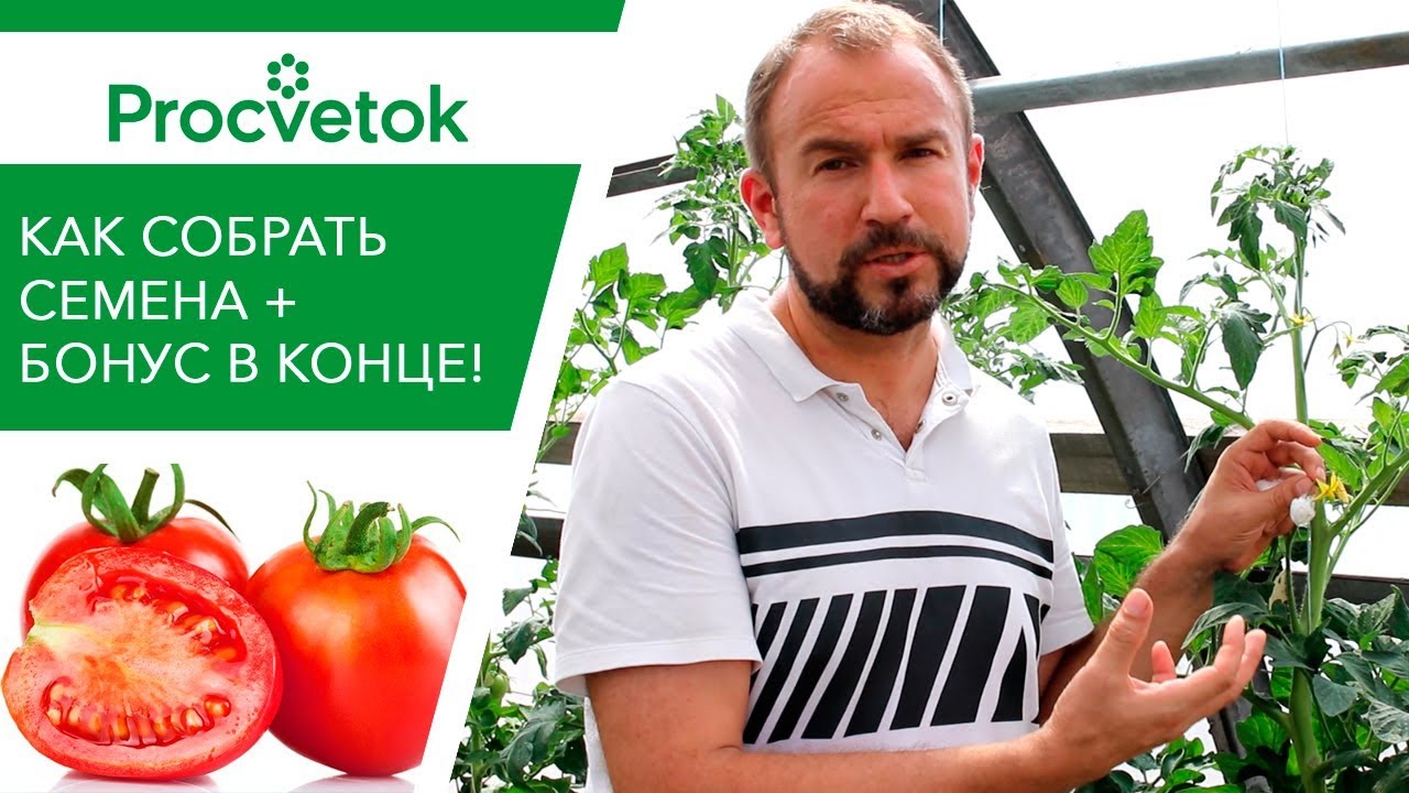 Как правильно собрать семена томата