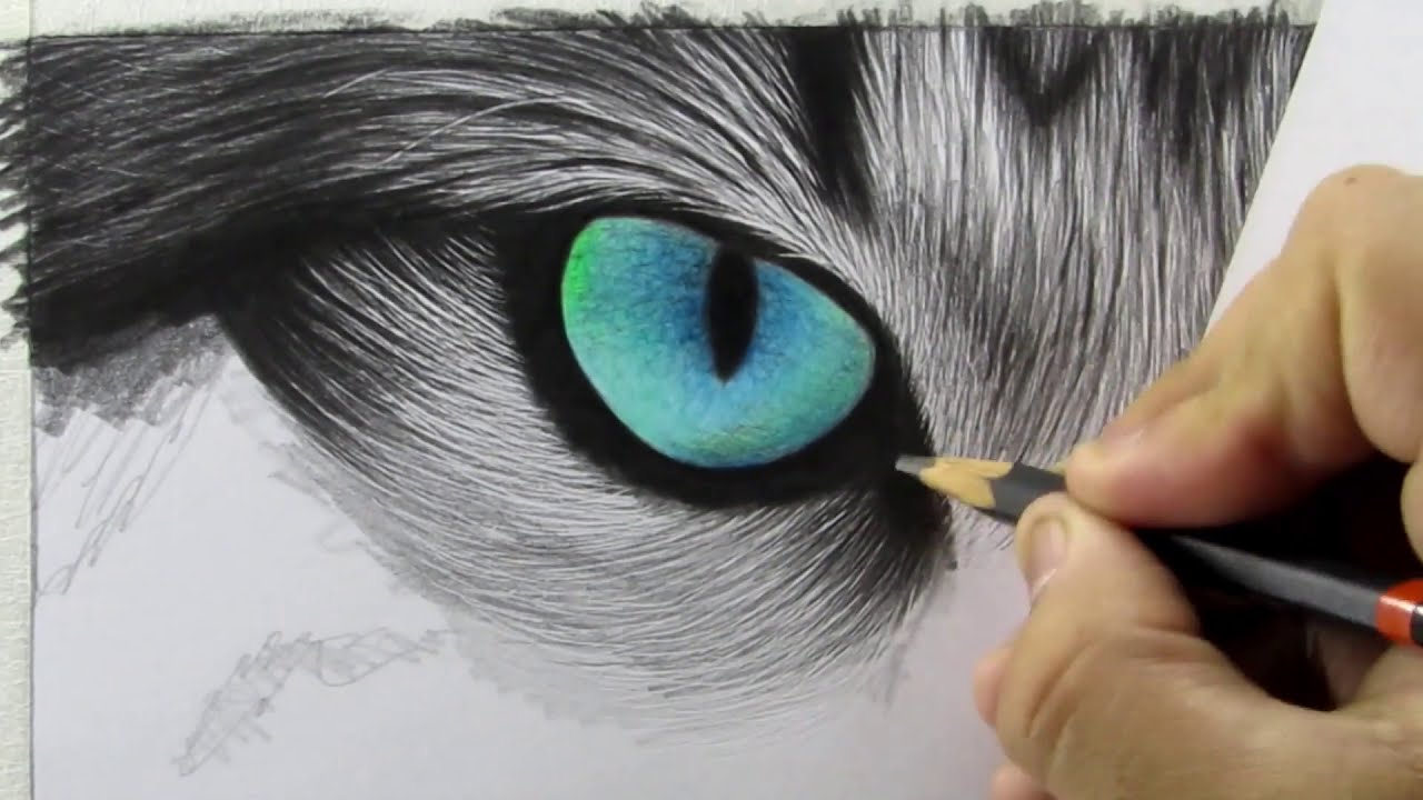 realistic cat drawing for beginners by ali haider