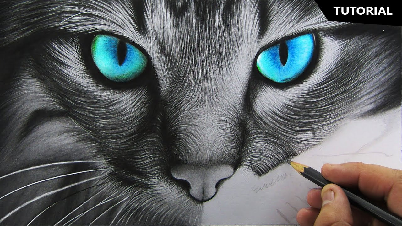 realistic cat drawing for beginners by ali haider