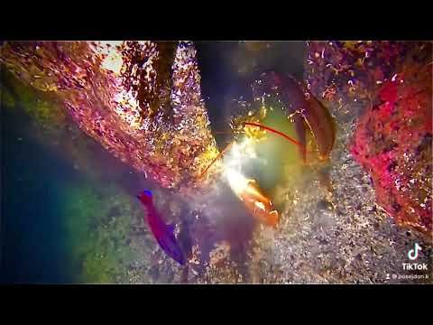 40m under vann. På besøk hos hummer