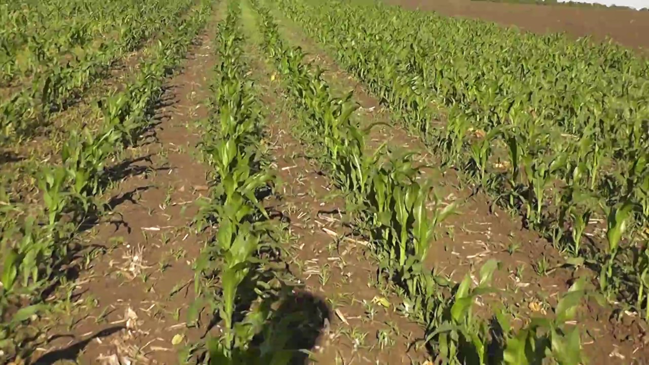 Гербицид Майстер Пауер