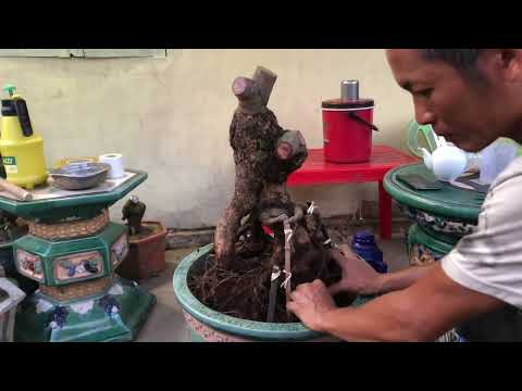 10/9 Kĩ thuật vào chậu cho cây Mai phôi khỏe mạnh .Lh 0345588366