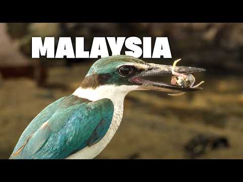Malaysia – Die letzte Bastion der Tierwelt