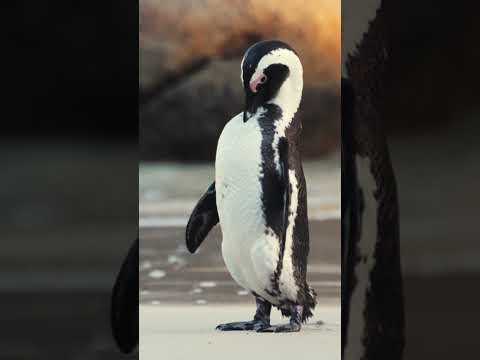 cute penguins 😍😍