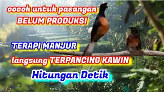Download lagu satu jam TOP - langsung TERPANCING KAWIN Hitungan Detik - TERAPI OBAT MURAI susah BIRAHi susah KAWIN mp3