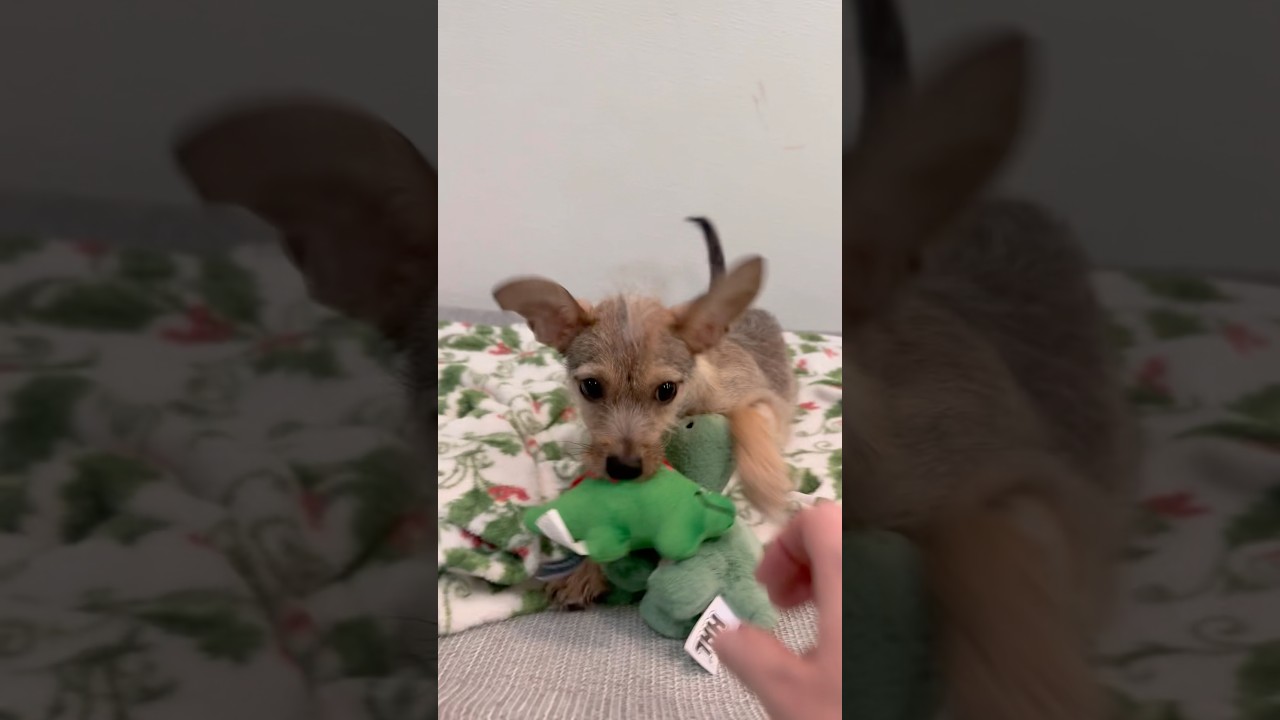 Nacho, a Adoptable mixed breed in PHOENIX, AZ video 5/6