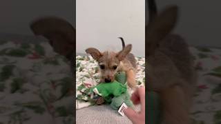 Video preview image #1 Mutt Puppy For Sale in Phoenix, AZ, USA