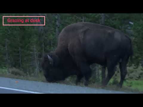 AMERICAN BISON vs Indian GAUR@Patriot3326