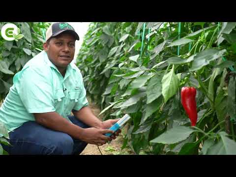 CULTIVOS BAJO INVERNADEROS