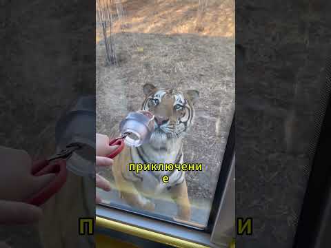 Какво направиха туристите по време на сафари в гората Гледай и се изненадай! 😲