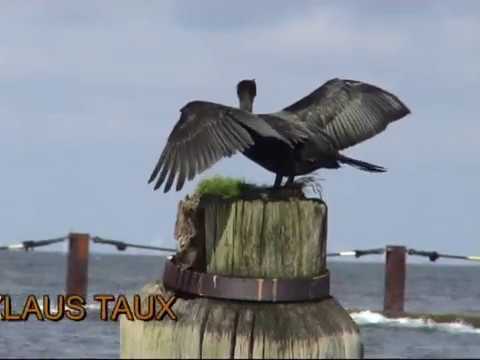 Kormoran (Phalocrocorax carbo) - Cormorant -  Ein Video von KLAUS TAUX