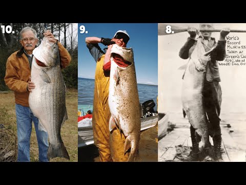 The 10 BIGGEST Freshwater Fish EVER caught
