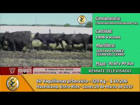 20- 03-17 - Venta de Vientres - Remate Televisado Consignataria Hasenkamp