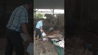 Download lagu ayam potong mp3