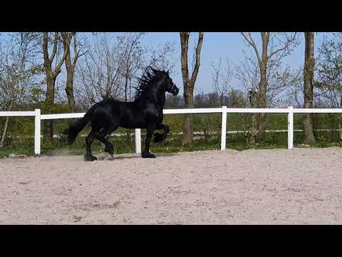 Stal Okkema's Twan - Maurus x Time - Stallion - 2014