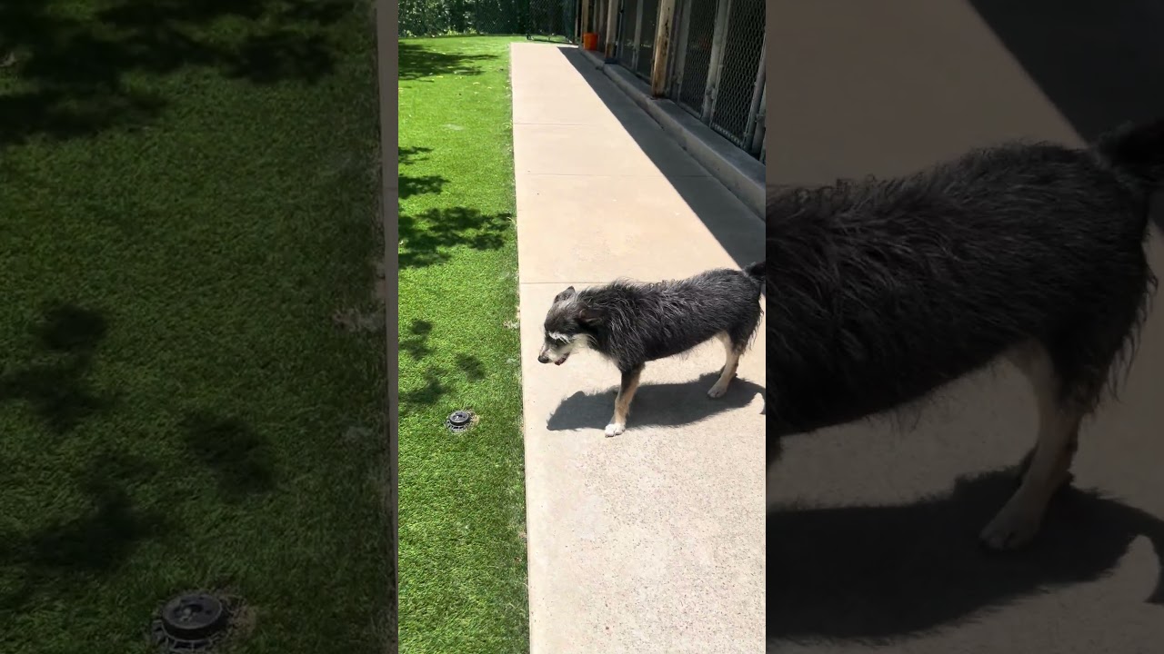 Timber, a ADOPTABLE mixed breed in Austin, TX video 5/5
