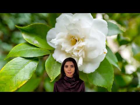 Guided Meditation on a Camellia Tree