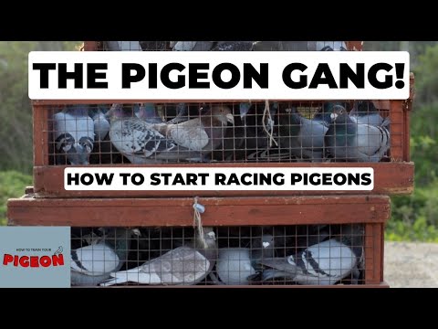 , title : 'Pigeon Racing For Beginners. part 1 (Ep 53)'