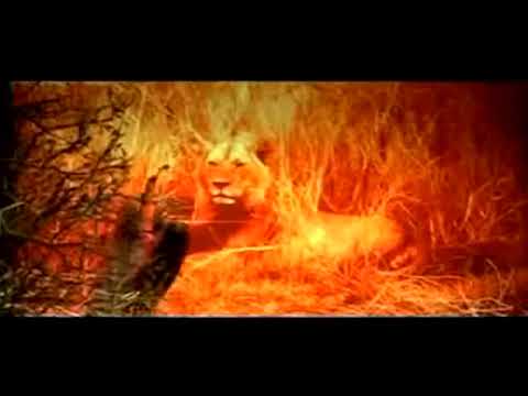 SALIF KEITA VS  MARTIN SOLVEIG - MADANNC (TCLASIC)