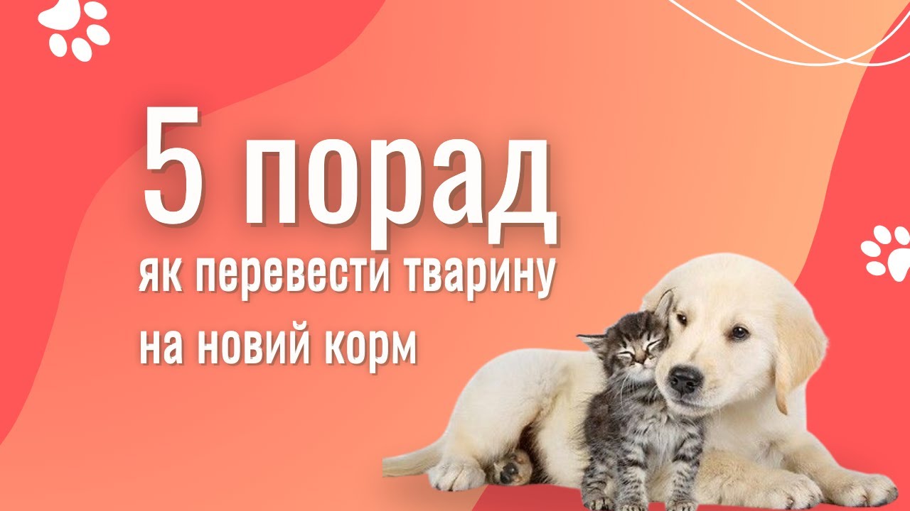 YouTube video preview