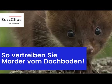 How to get rid of martens from your attic!