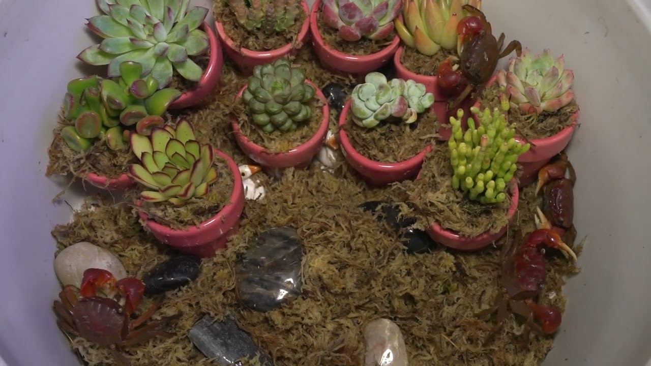 Creating a Dual Habitat: Growing Succulents and Breeding Crabs in Sphagnum Moss#succulentcare