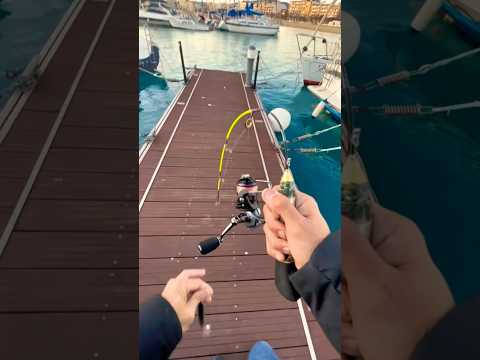 ⚠️😱MINI-CAÑITA 3.1 IRROMPIBLE😱⚠️ #fishing #pescando #pesca #pescaria #fish #viral #shortvideo