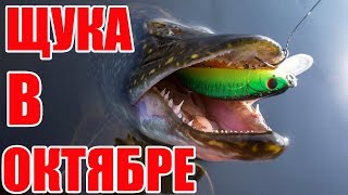 Ловля щуки осенью в старом осколе