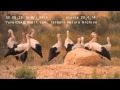 White Stork Migration חסידות במנוחה במדבר Israel