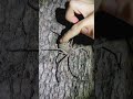 A Huntsman Spider Gets A Gentle Pat || ViralHog