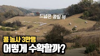 콩 농사 3만평 - 콩 수확, 콩 콤바인 탈곡하기 위한 작업 (콩밭에 멧돼지가?)