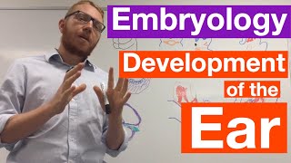 Development of the Ear | Embryology