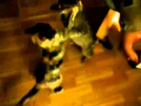 Триада feat. Градусы - как кошка с собакой