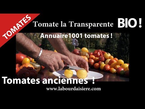 Tomate.3.Nature.Jardin.Bio.Santé et Manger bien.Fruit la Tomate Transparente.Hurryken Production